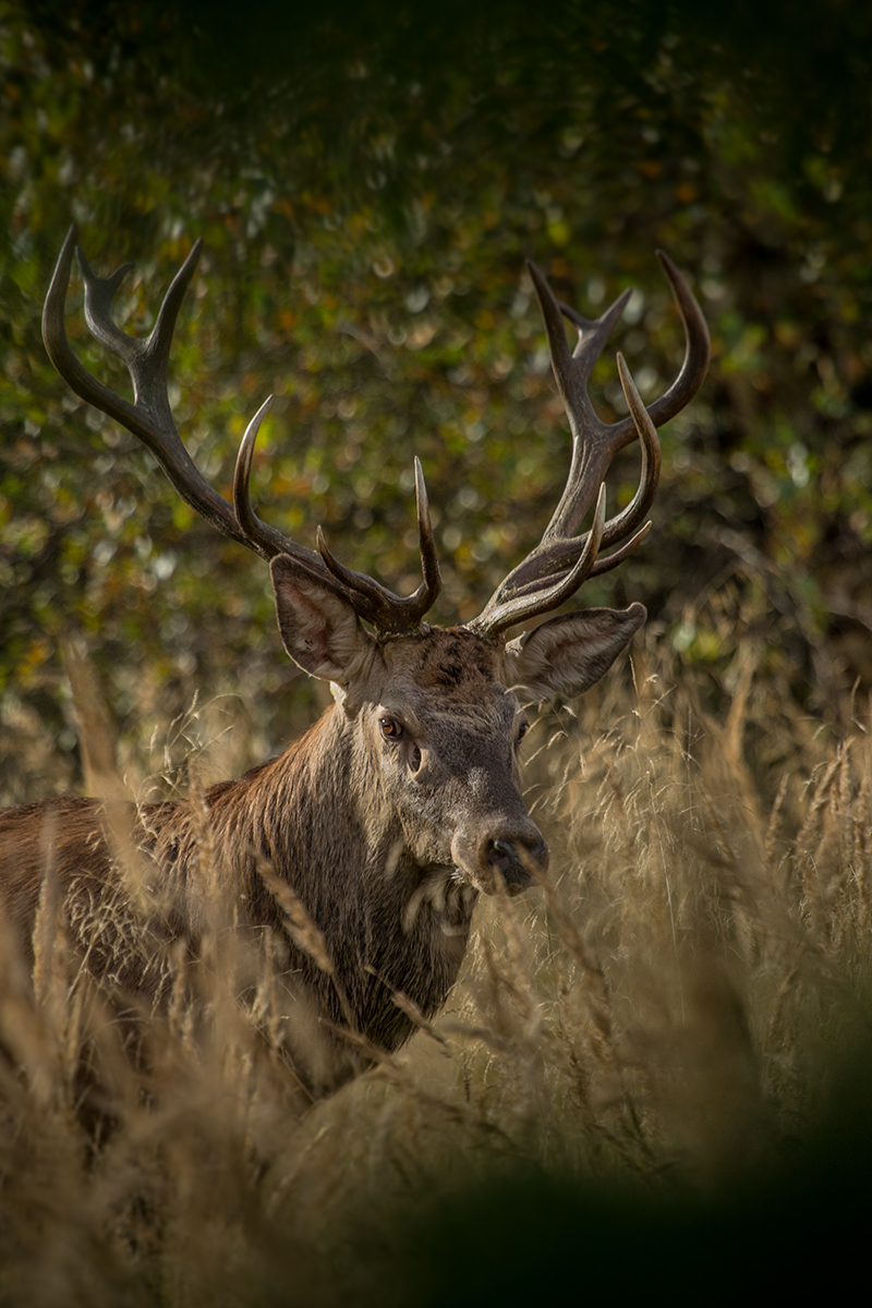 Jeleň lesný (Lukáš Andreides)
