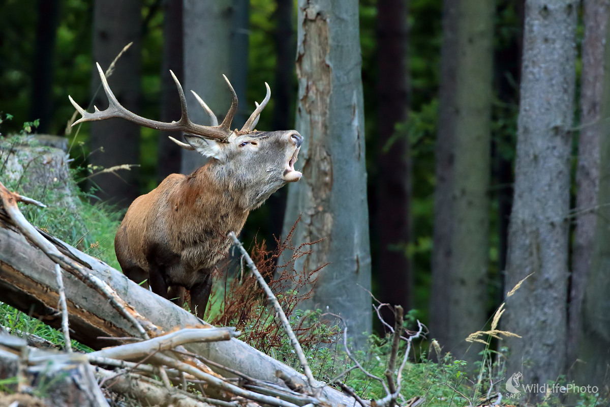 Kráľ rúbane (Peter Jurík)