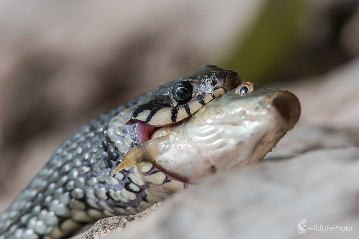 Kapor obyčajný vs. Užovka obojková (Jaroslav Praženka)