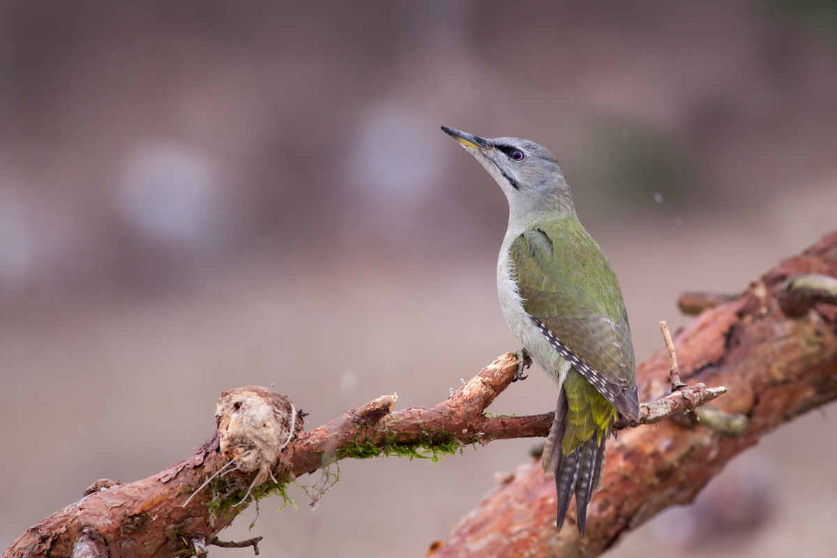 Žlna sivá (Picus canus) (Michal Stoklasa)