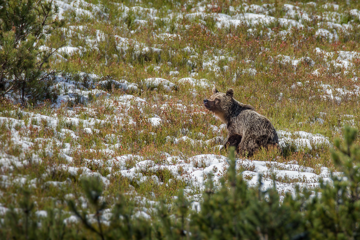 Medveď hnedý (Lukáš Andreides)