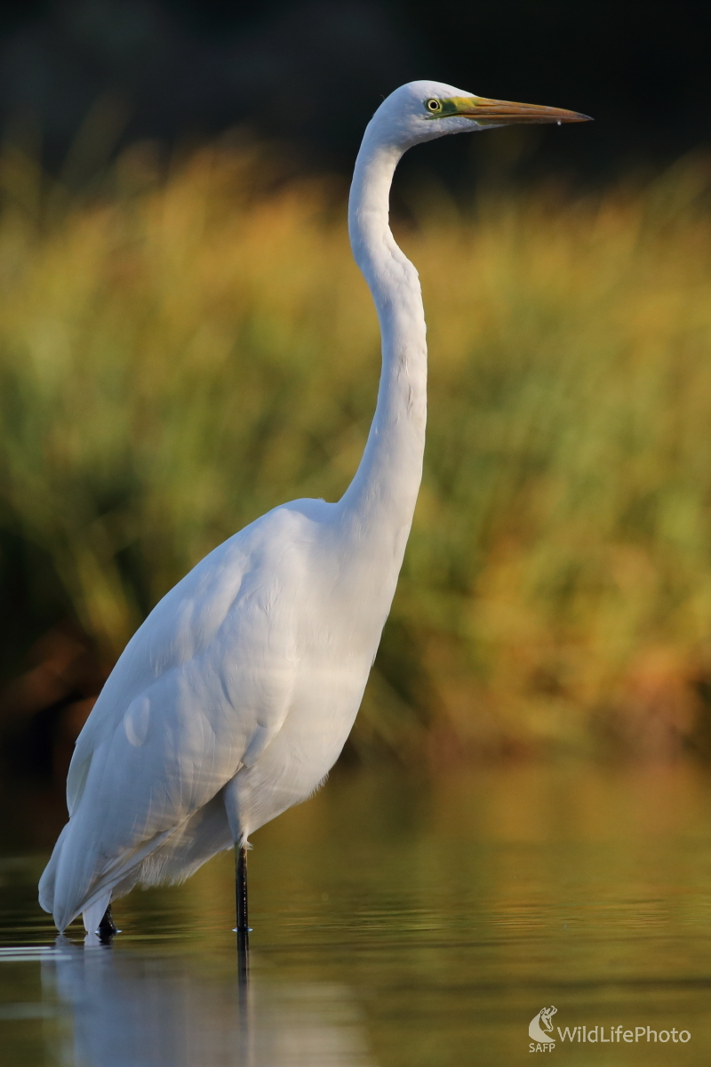 V podvečernom slnku. (Jaroslav Šubjak)