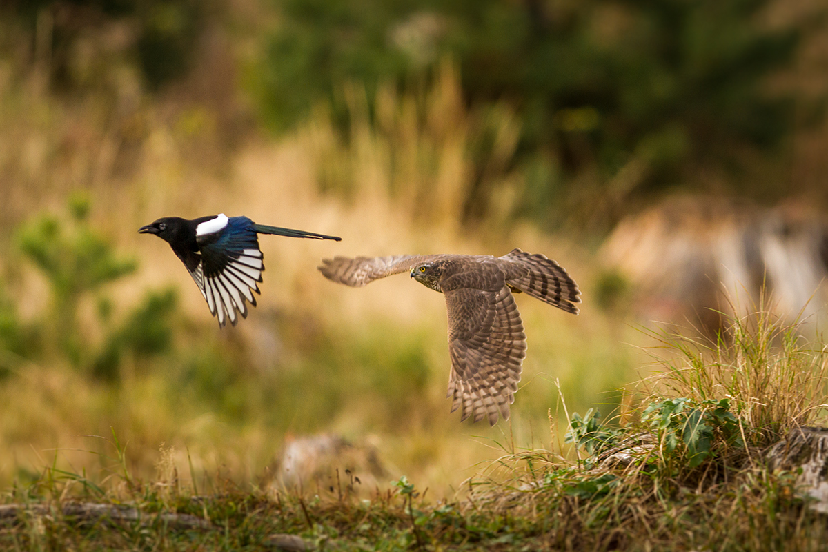 Jastrab krahulec (Lukáš Andreides)