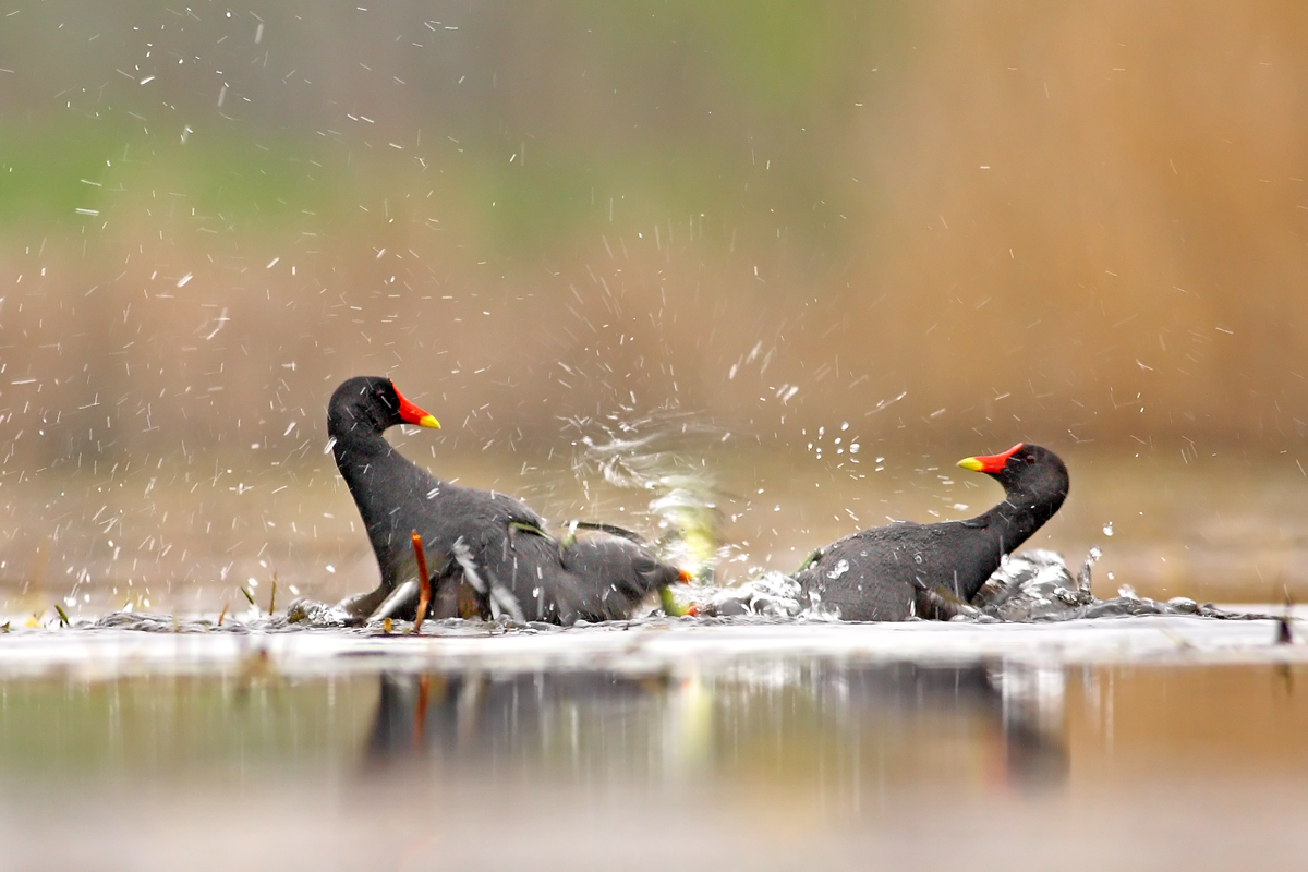 Súboj (Michal Stoklasa)