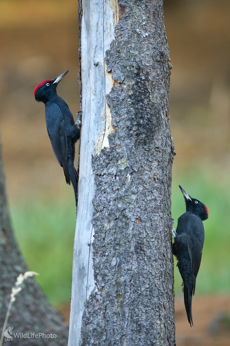 Tandem (František Hromada)