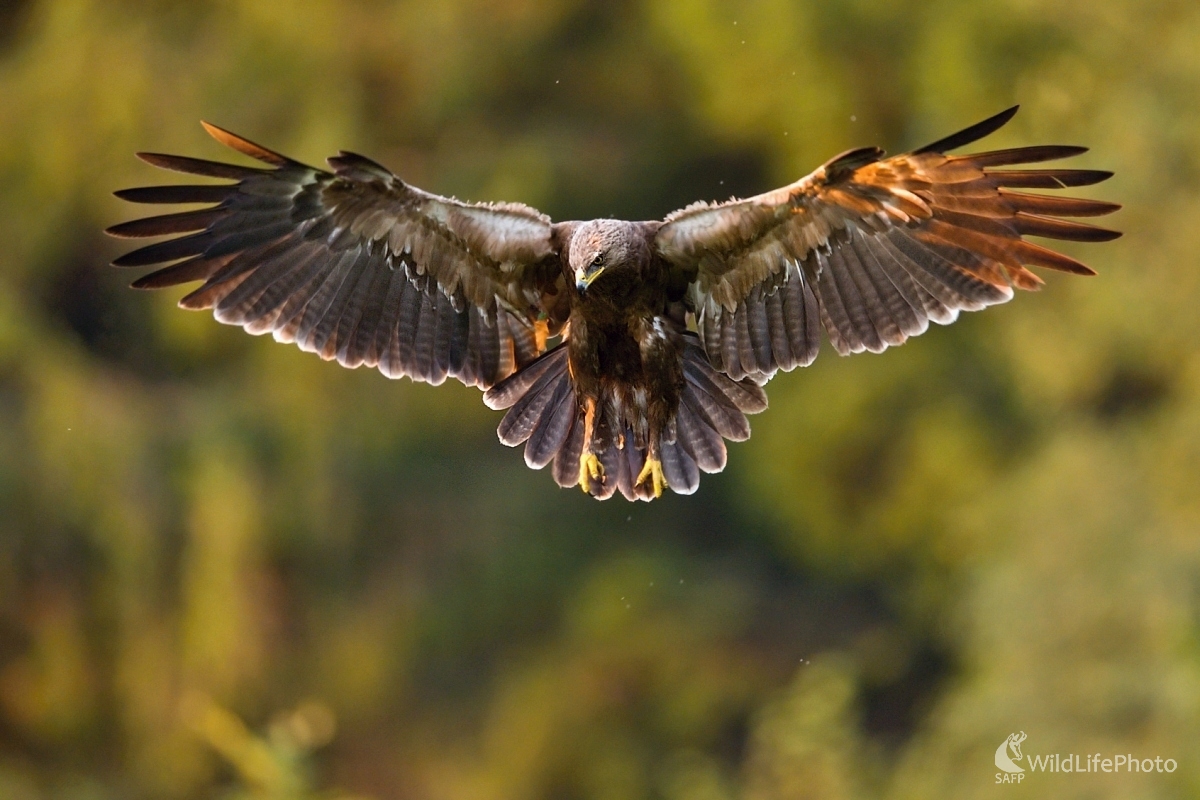 Kontrola rajónu (František Hromada)