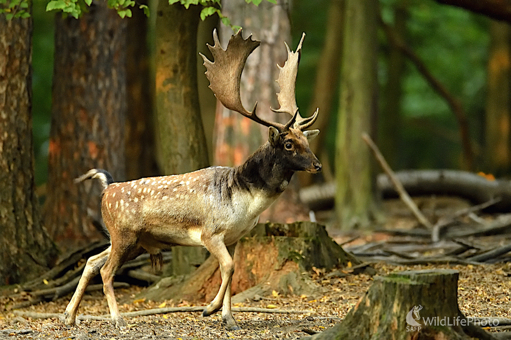 Daniel škvrnitý /Dama dama/ (Vladimír Sabo)