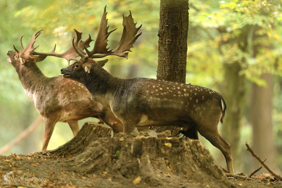 Sokovia (Vladimír Sabo)