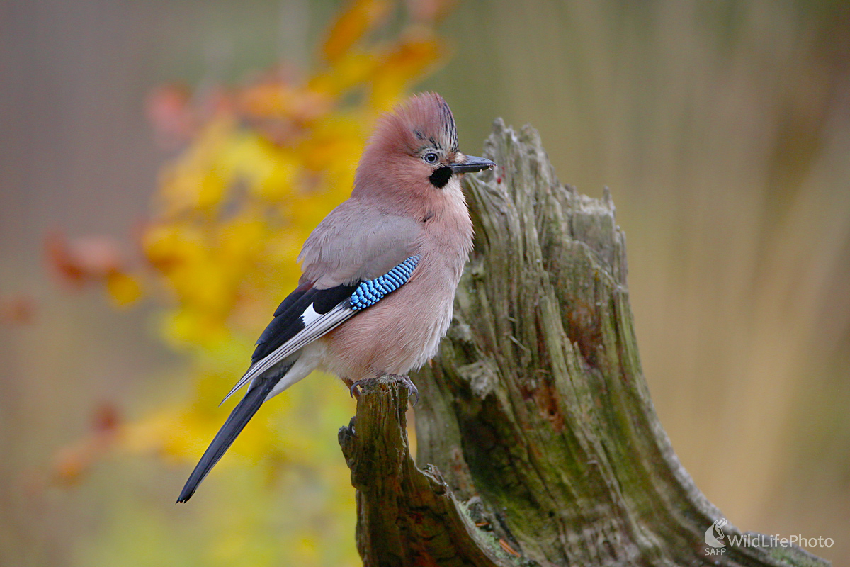 Strapana (Dominik Kalata)