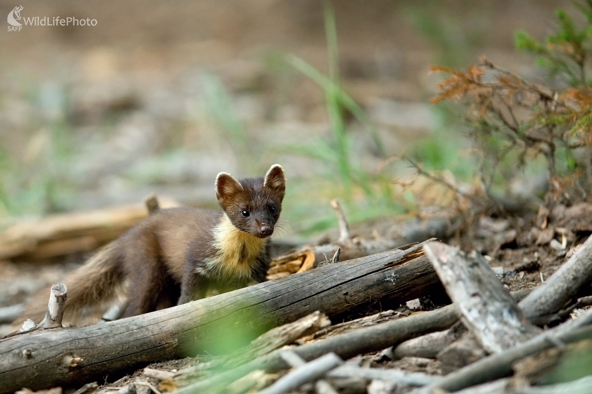 Šelmička (František Hromada)