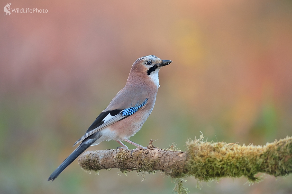 Sojka (Ľubomír Ondráško)