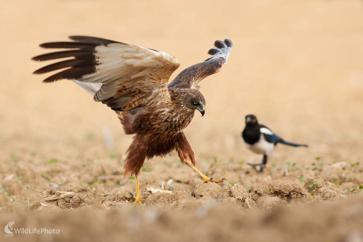 Odlet (Michal Lutonský)