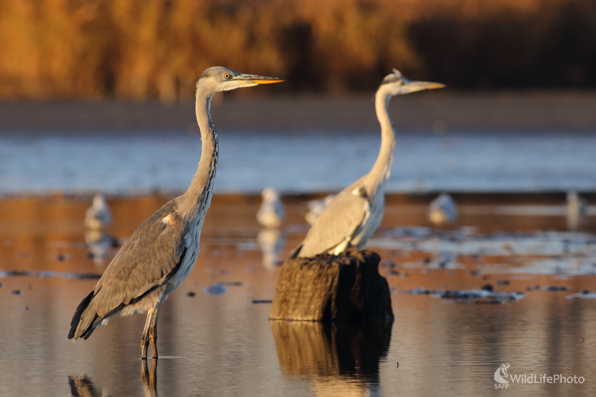 Ráno na love (Jaroslav Šubjak)