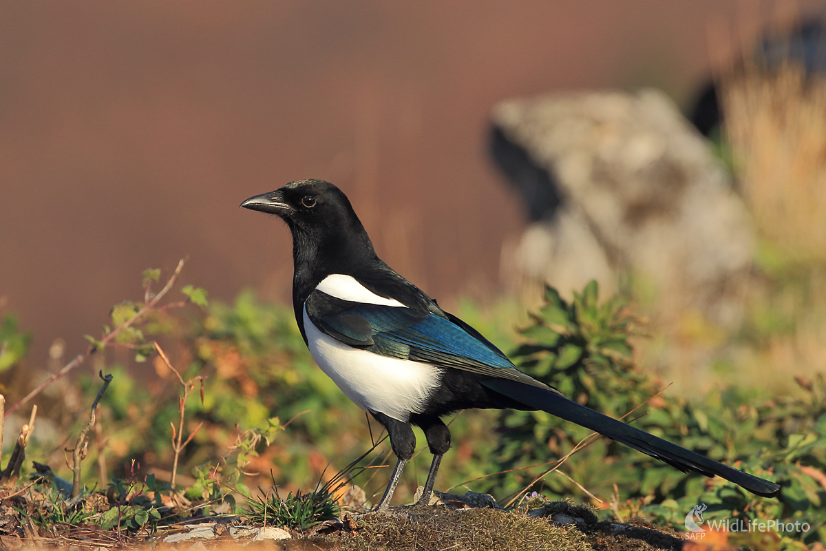 Straka  (Peter Jurík)