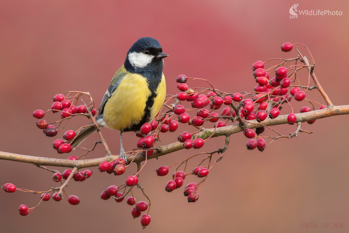 Sýkorka (Michal Lutonský)
