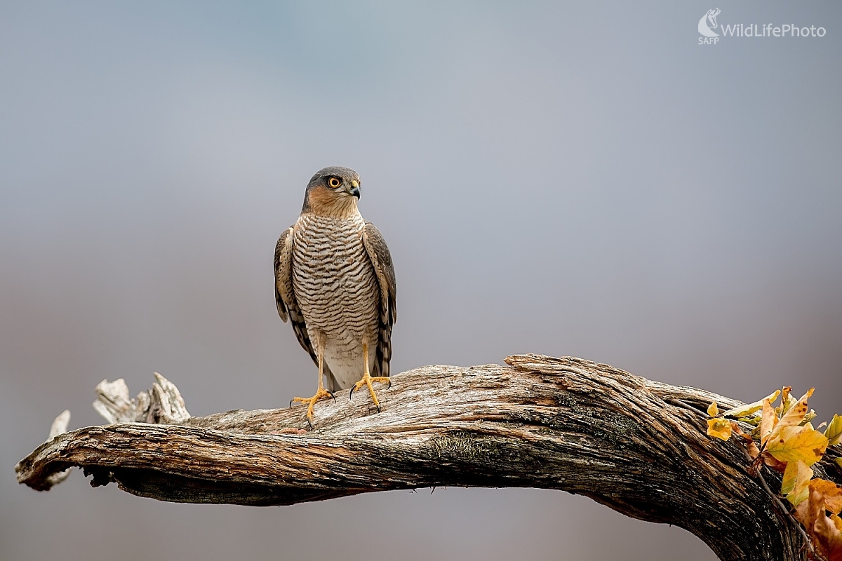 Lovec (Ľubomír Ondráško)