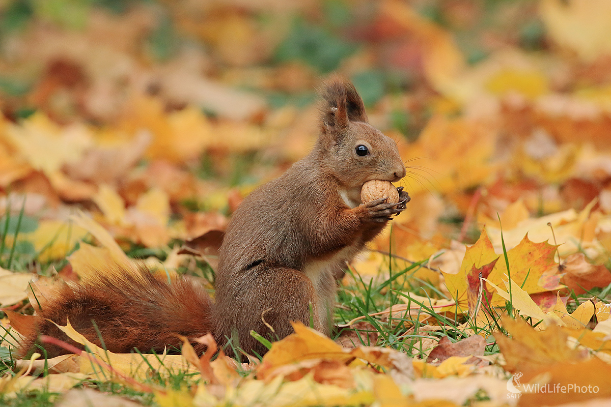 veverica (Peter Jurík)