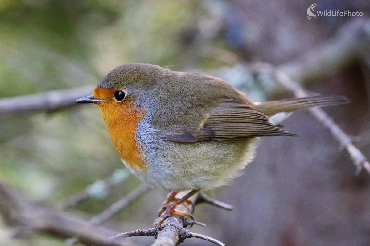 Jesenná guľka (Vladimír Michalec)
