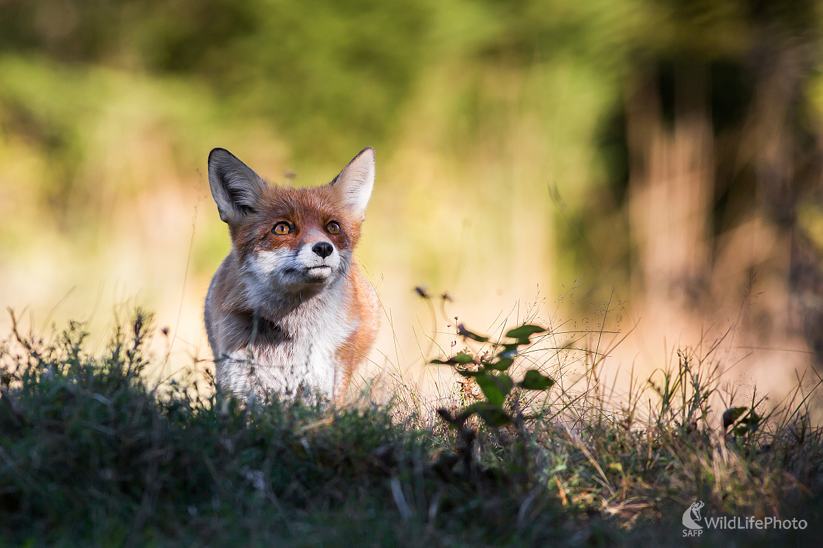 Niečo tam hore... (Ladislav Dzivjak)