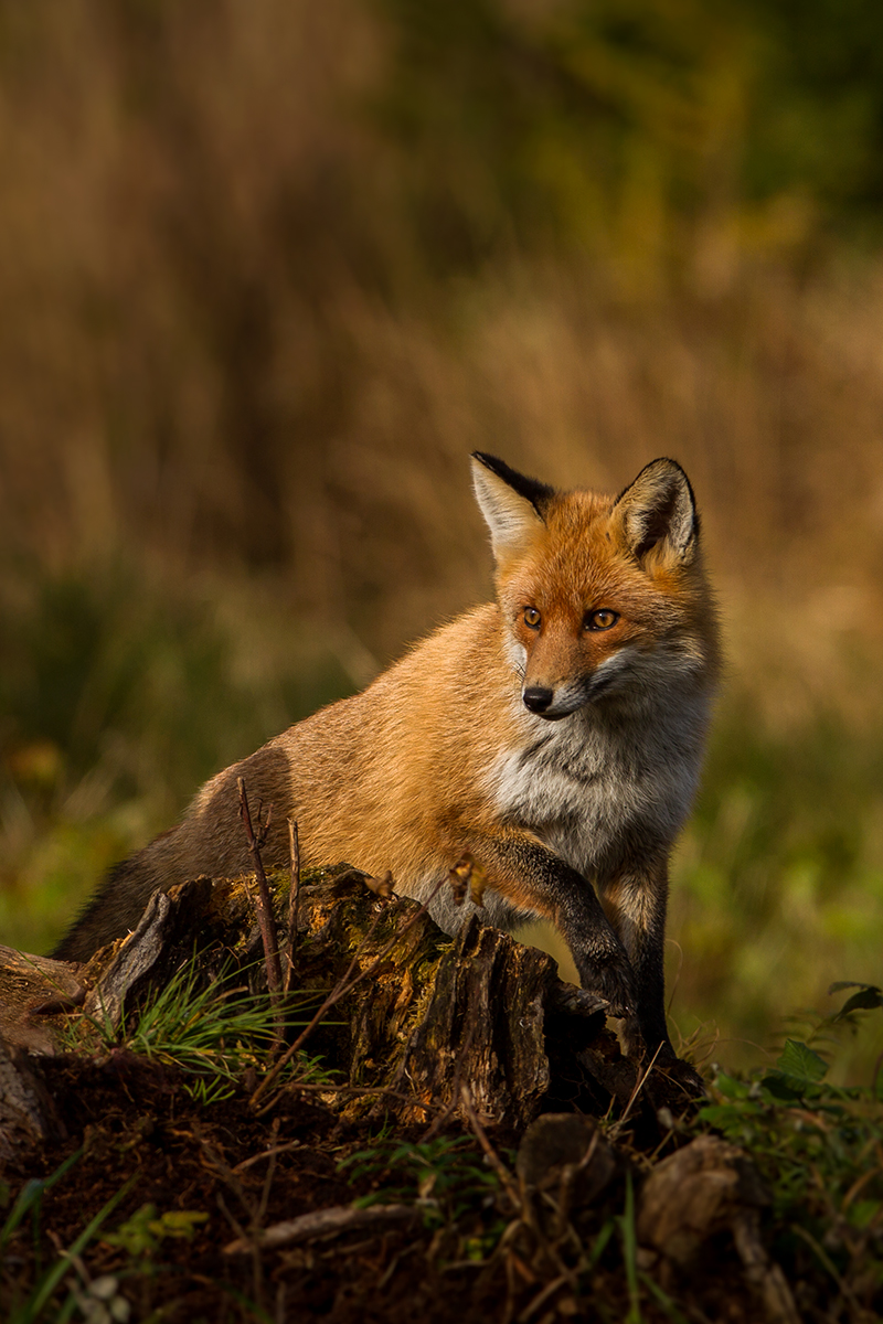 Líška hrdzavá (Lukáš Andreides)