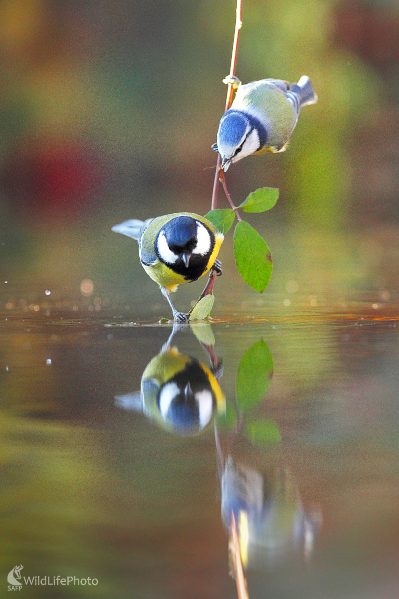 Duel ... (Marián Jamrich)