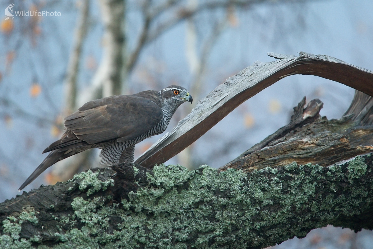 Na starej čerešni (František Hromada)