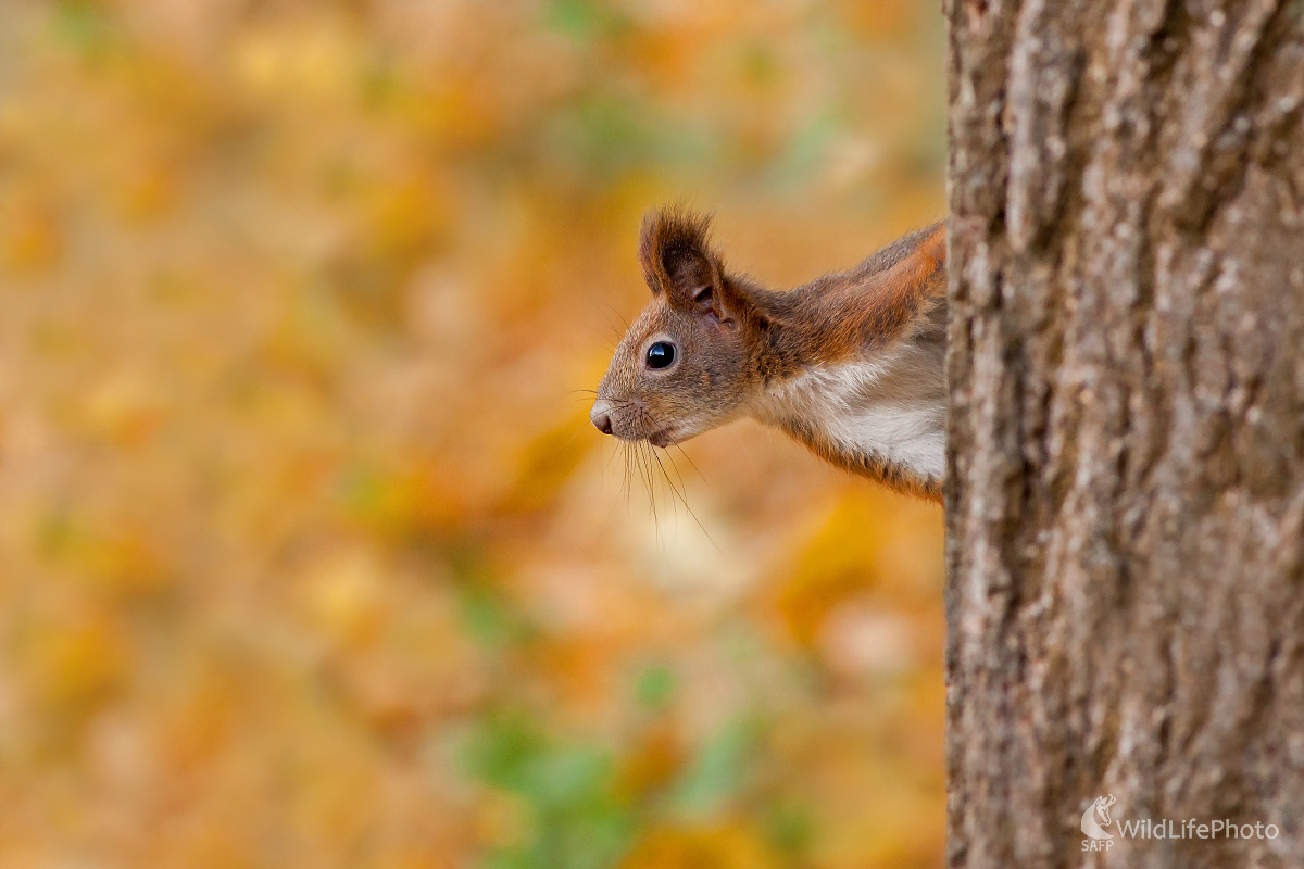 Veverica (Michal Lutonský)