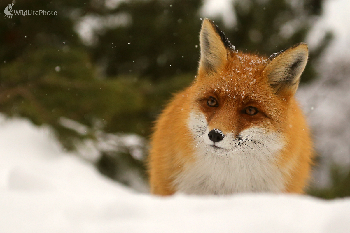 Chladné ráno (Pavol Bukovan)