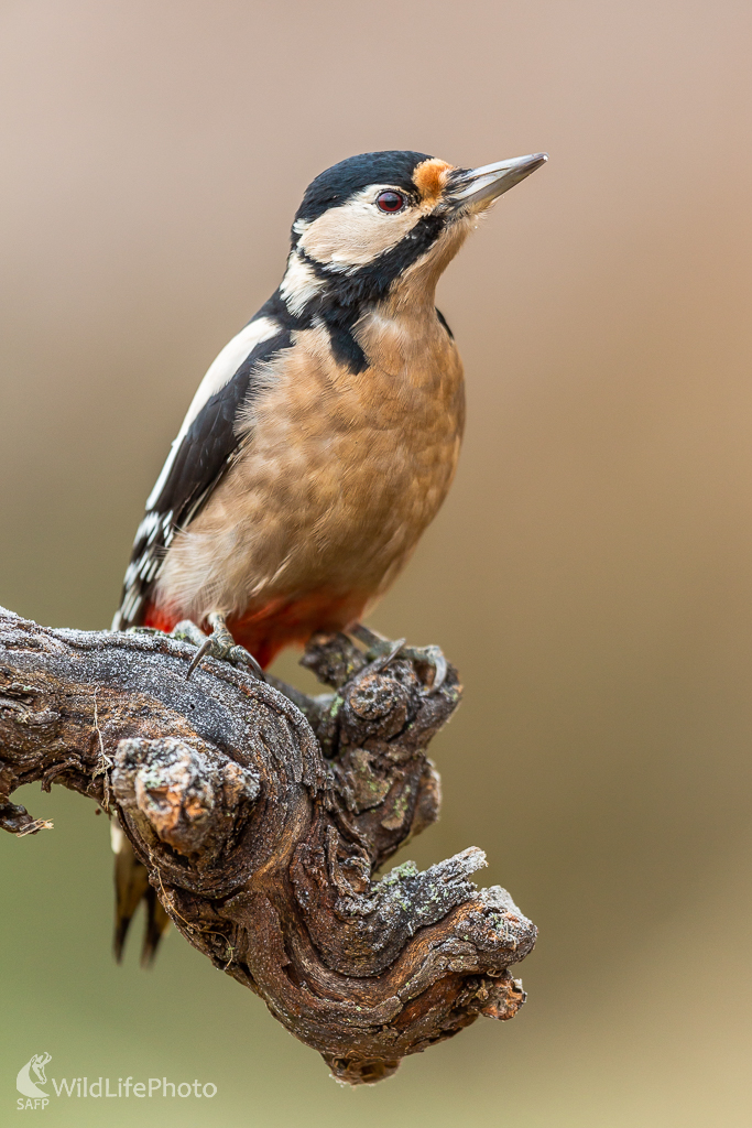 ďateľ veľký (Dendrocopos major)  (Jaroslav Praženka)