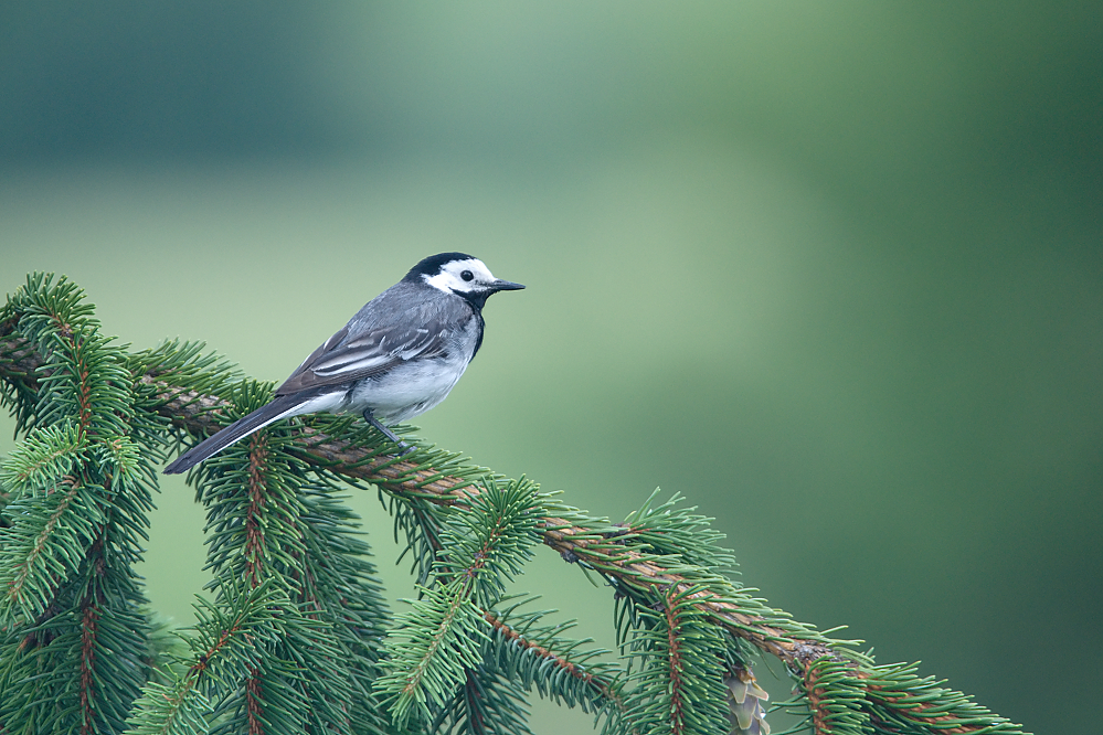 Zelený svet (Milan Čierny)