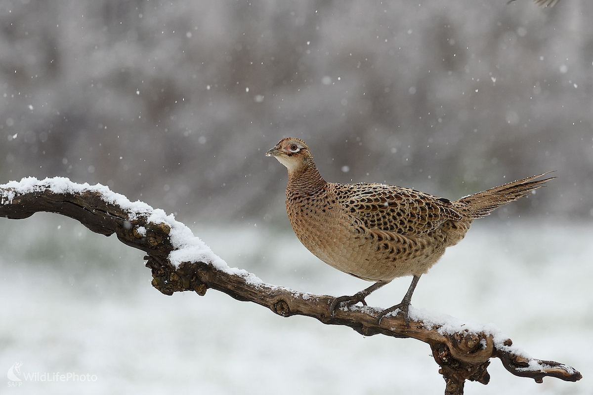 Na západe sneží... (Vladimír Sabo)