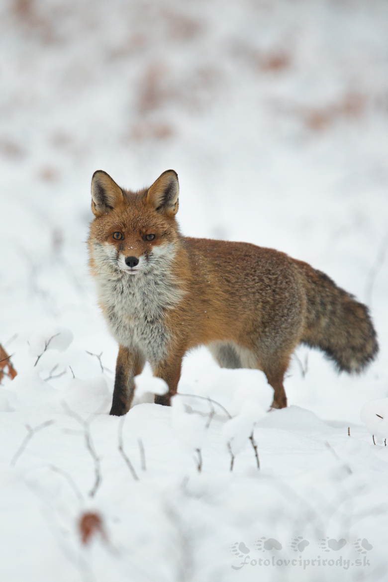 Priamo pred objektív (Martin Vondra)
