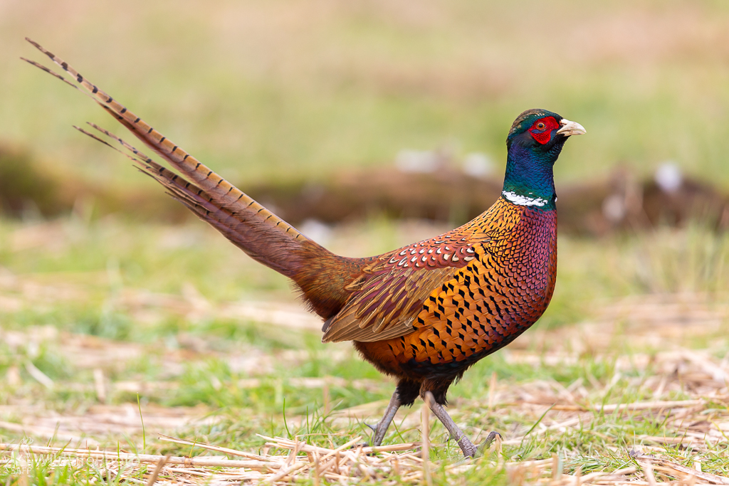 Bažant obyčajný (Phasianus colchicus) (Jaroslav Praženka)