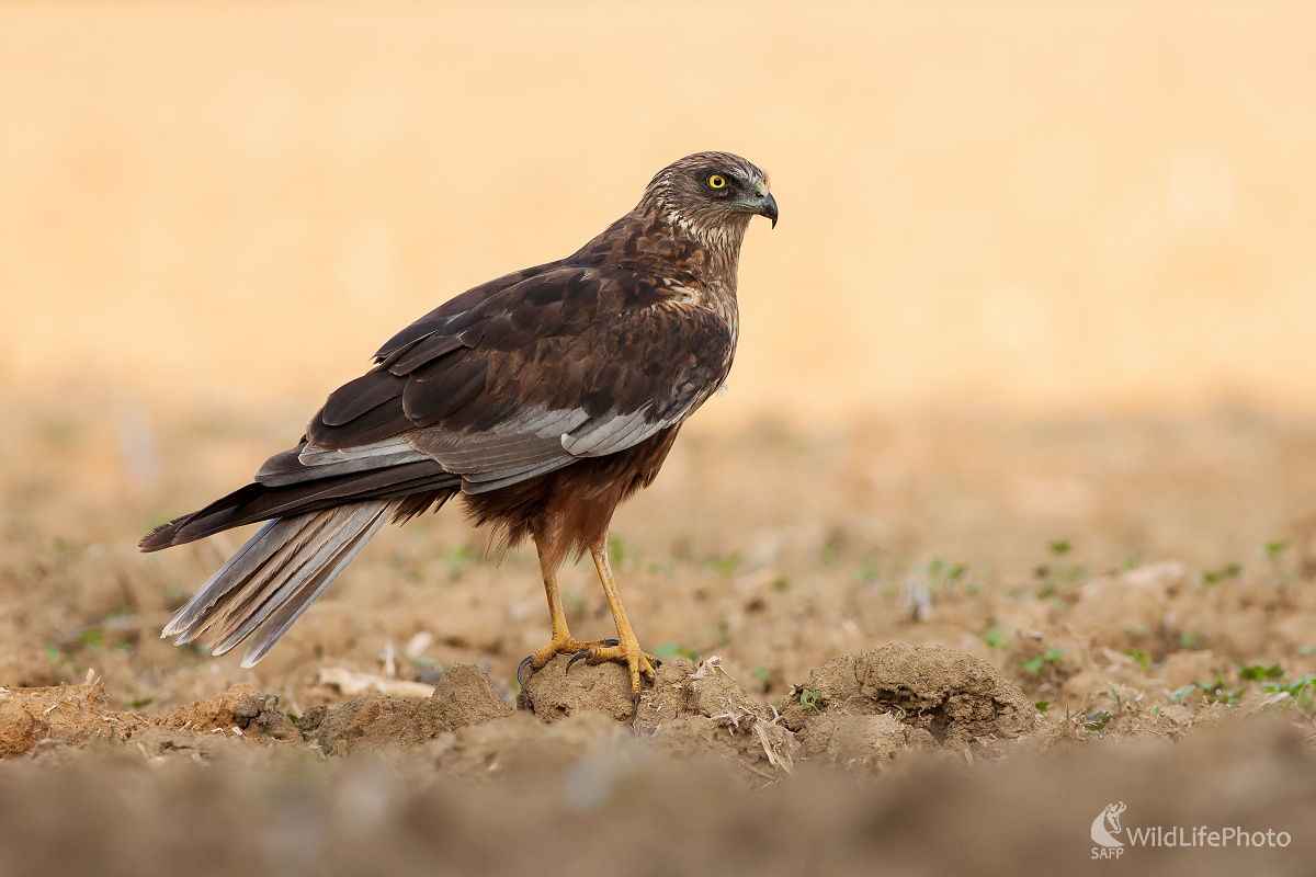 Kaňa močiarna (Michal Lutonský)