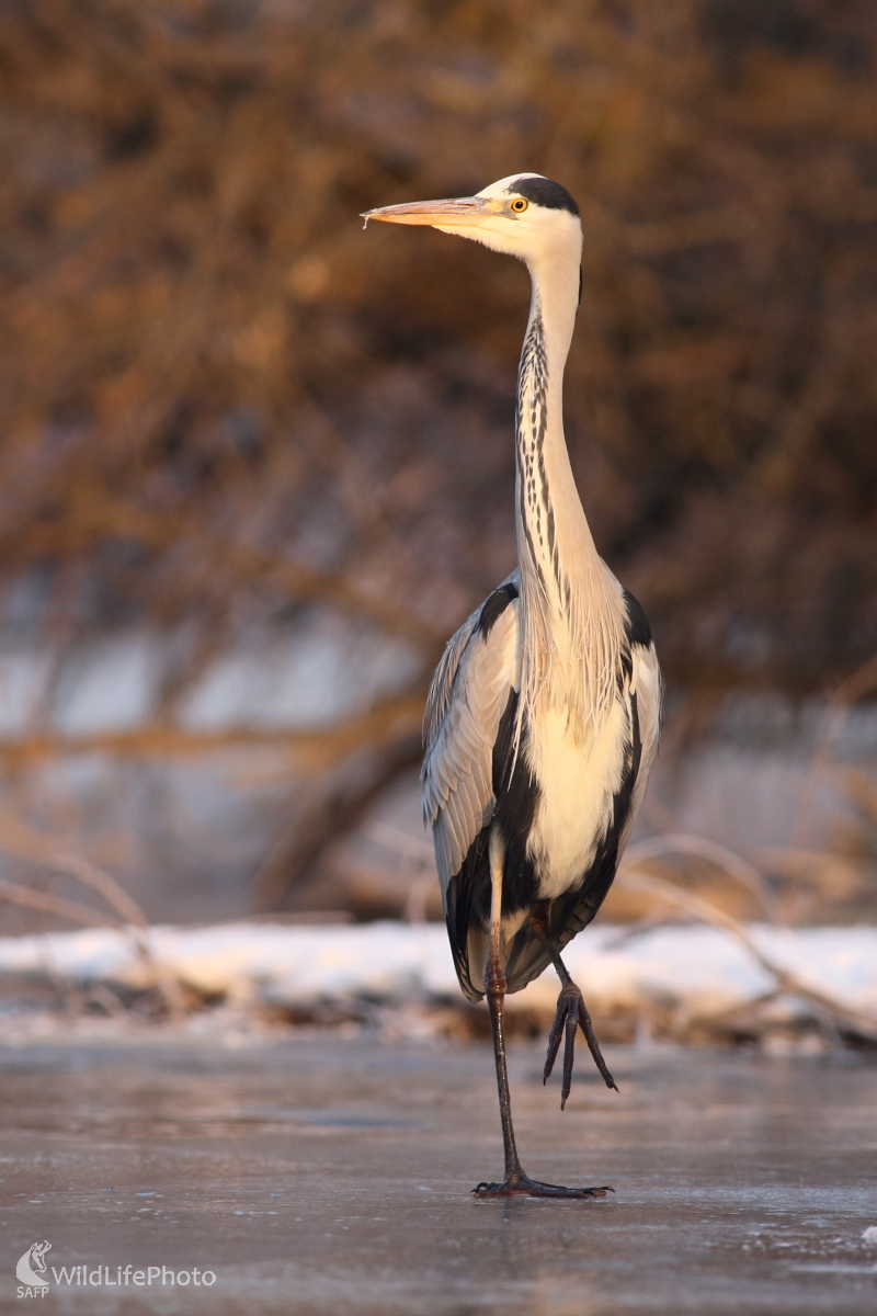 Bŕŕŕ... to je ale zima. (Jaroslav Šubjak)