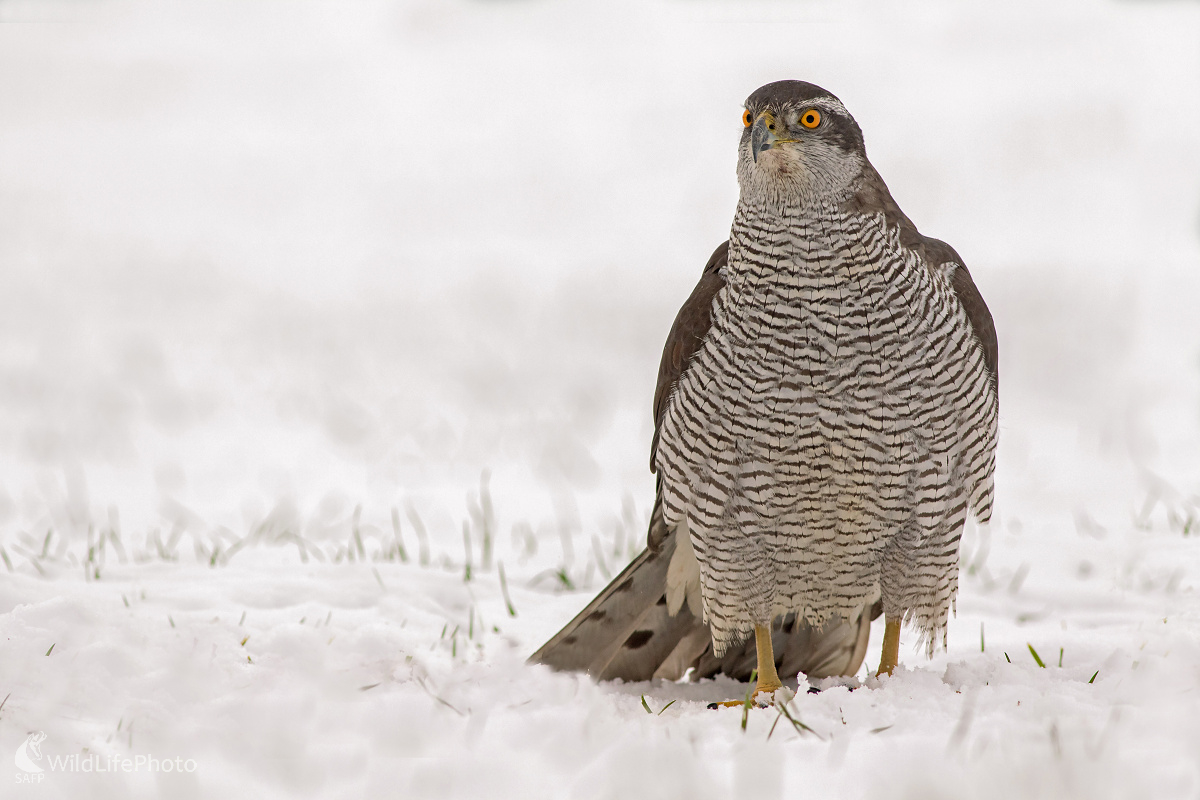 Jastrab lesný (Michal Lutonský)