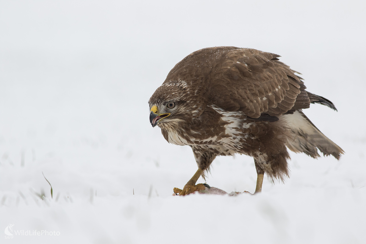 Myšiak hôrny (Michal Lutonský)
