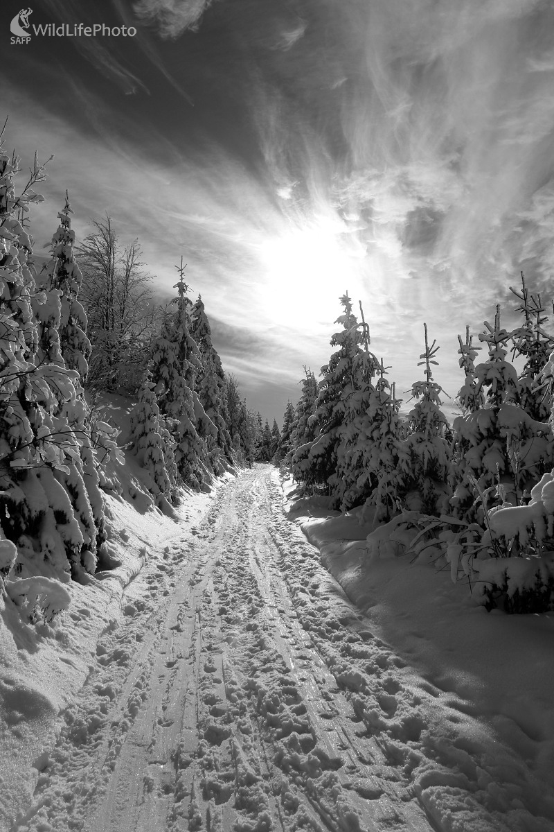 Zimnou krajinou (Michal Žec)