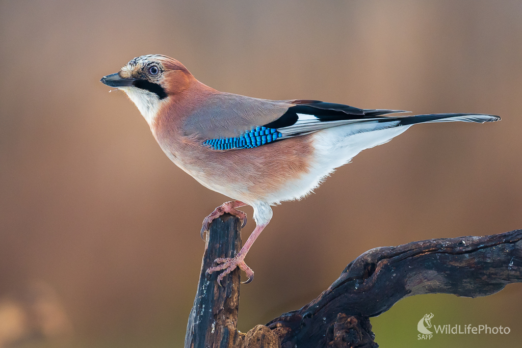 sojka škriekavá (Garrulus glandarius) (Jaroslav Praženka)