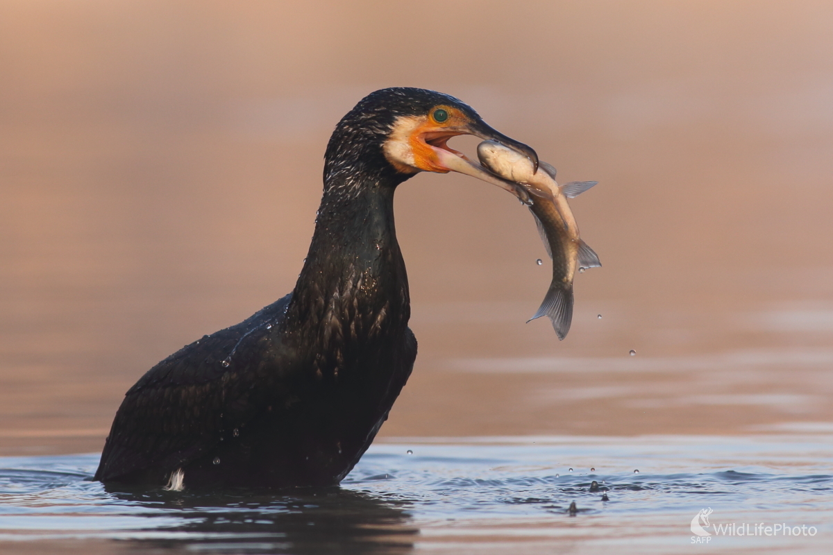 V smrteľnom zovretí (Jaroslav Šubjak)
