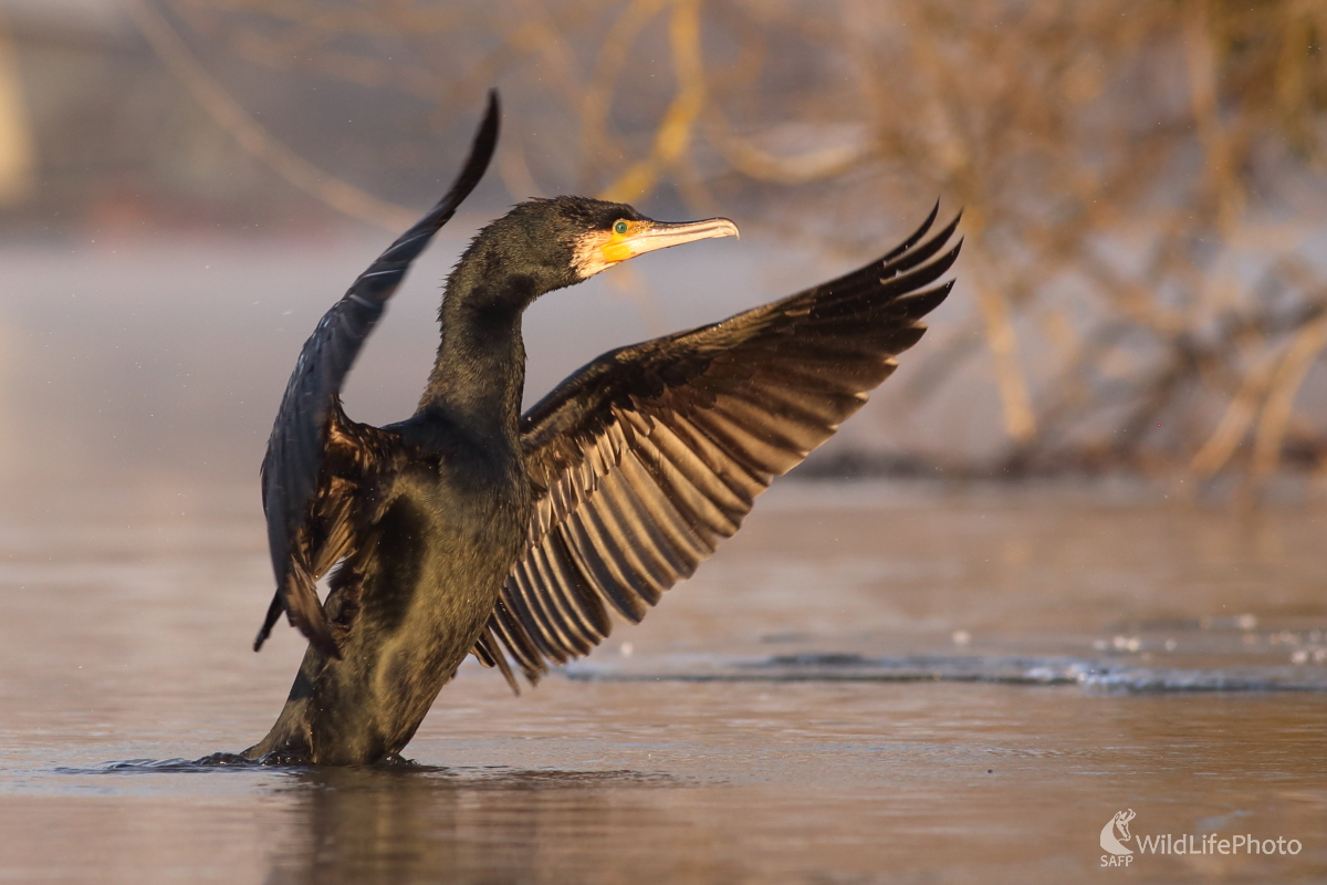 Čierny mág (Jaroslav Šubjak)