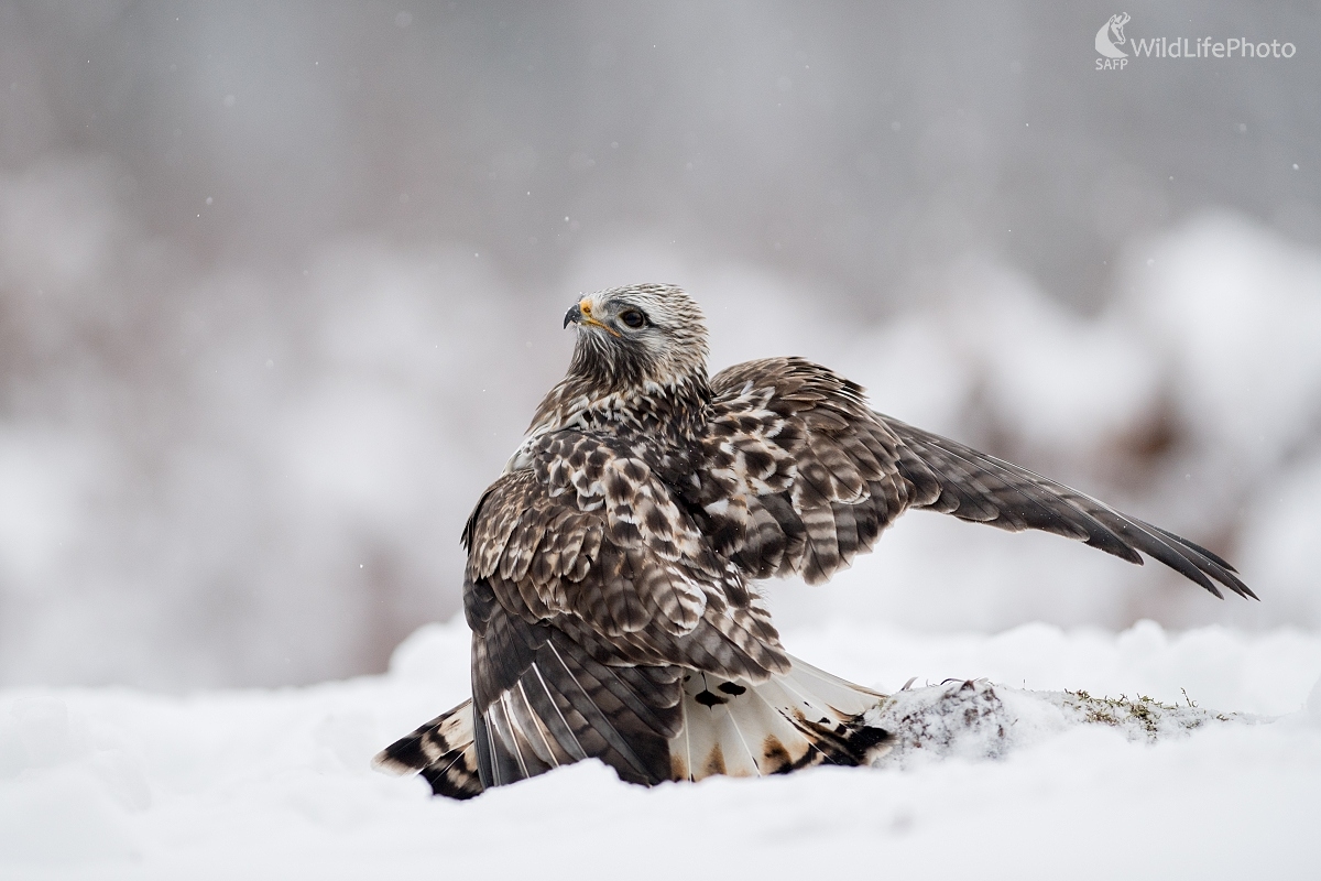 Severský hosť (Ľubomír Ondráško)