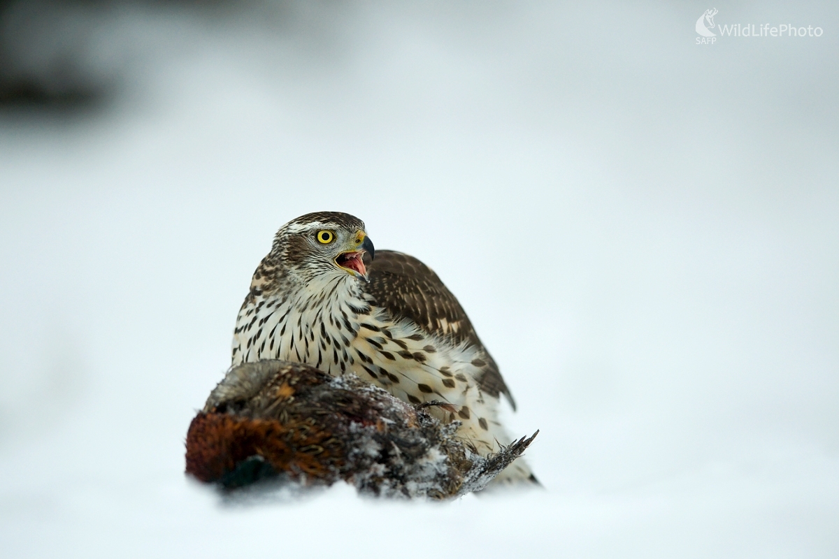 S príchuťou víťazstva (František Hromada)