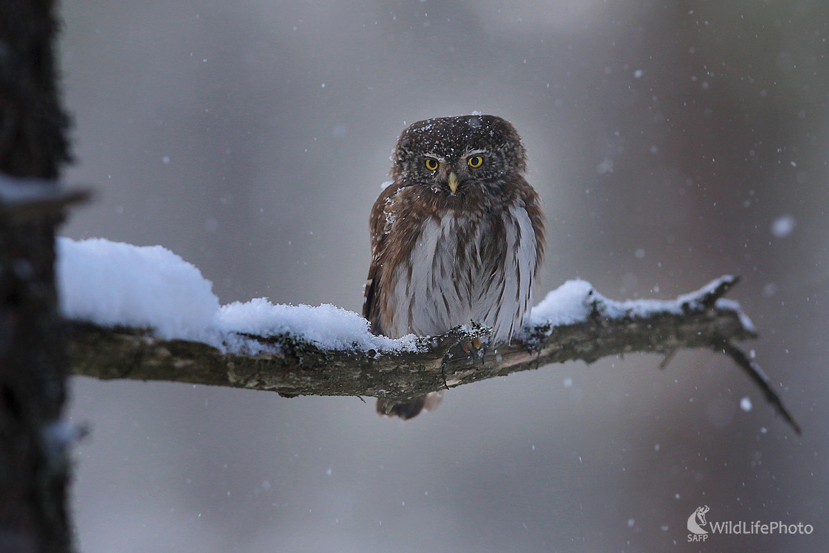 V chumelici (Dominik Kalata)