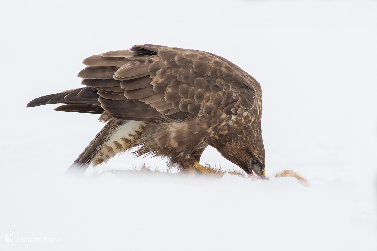 Myšiak lesný (Michal Lutonský)