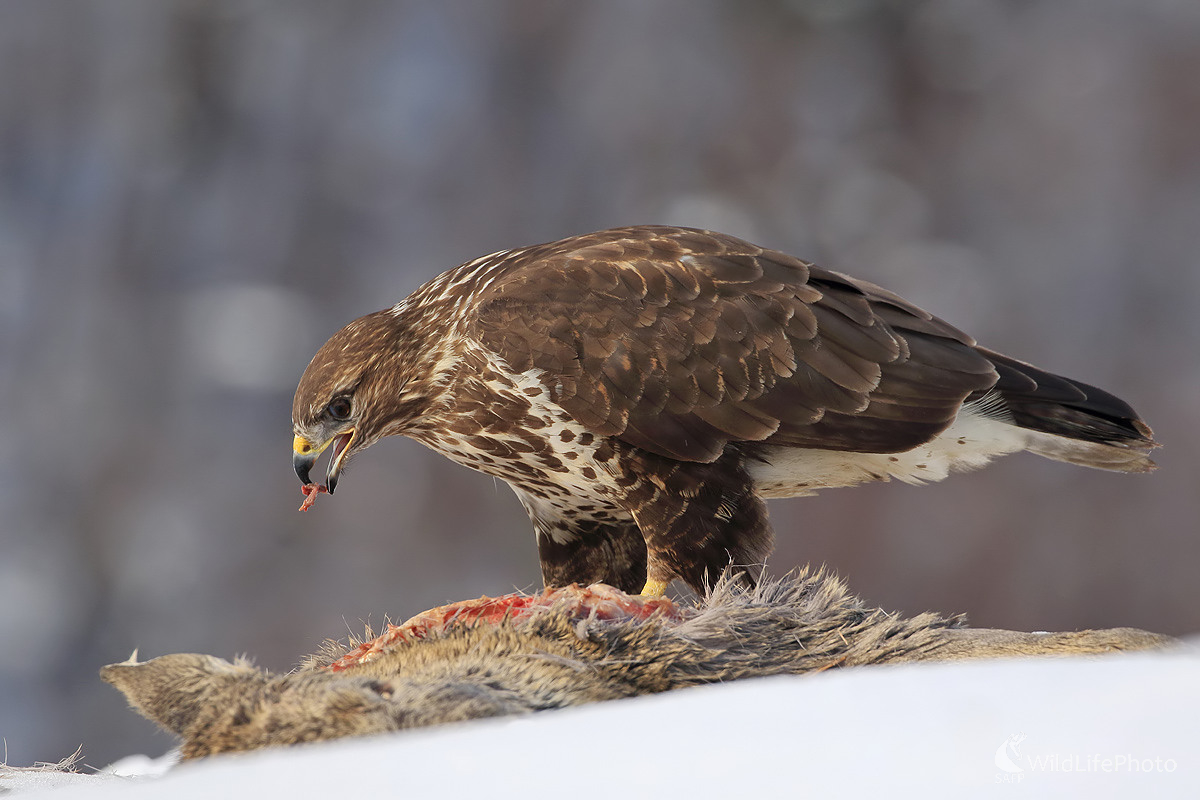 Na hostine (Peter Jurík)