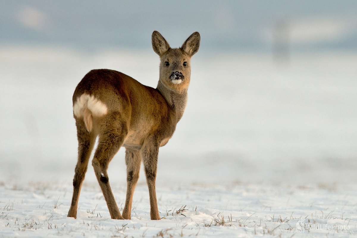 V zamatovom kožúšku (František Hromada)