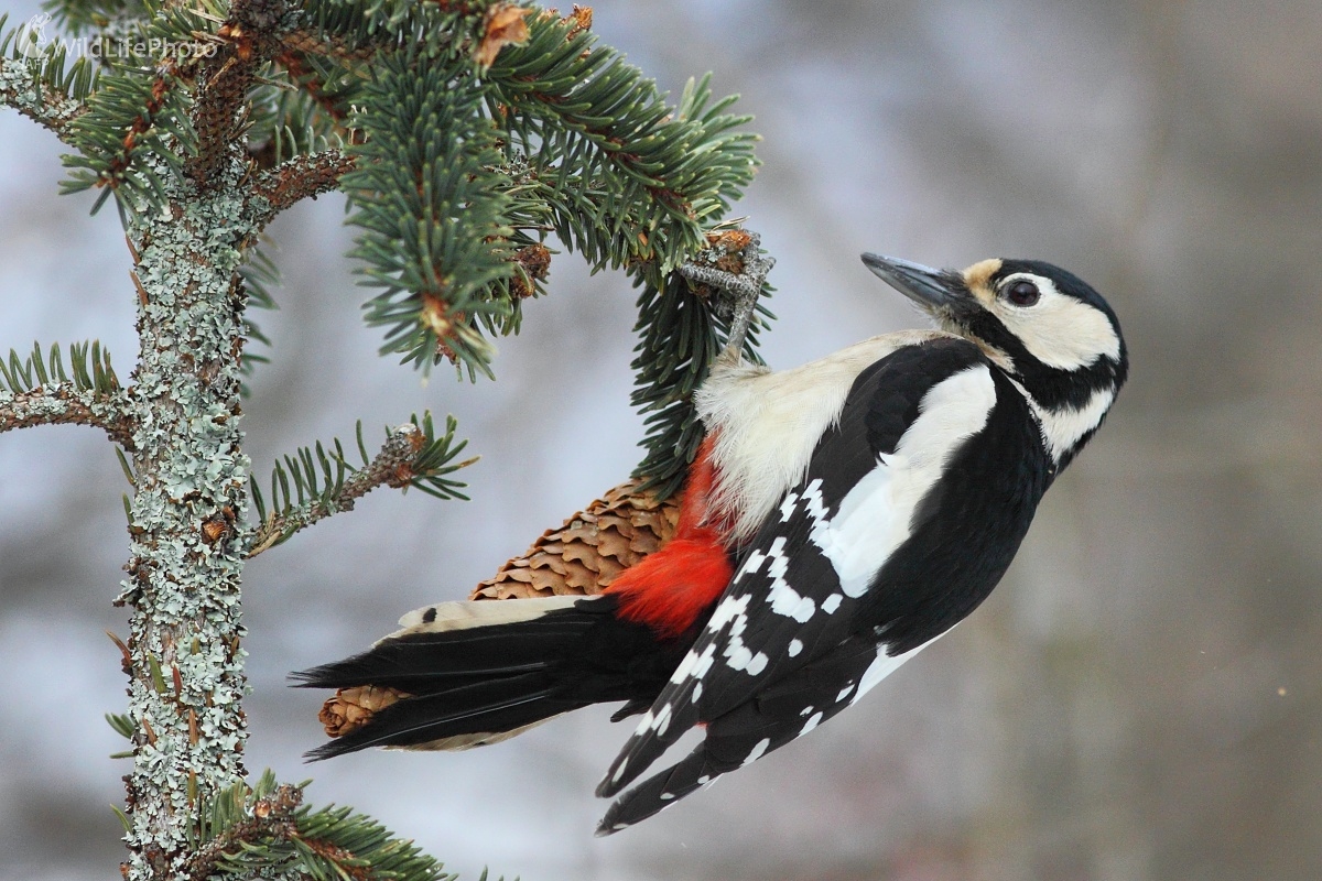 Ďateľ akrobat (Vladimír Michalec)
