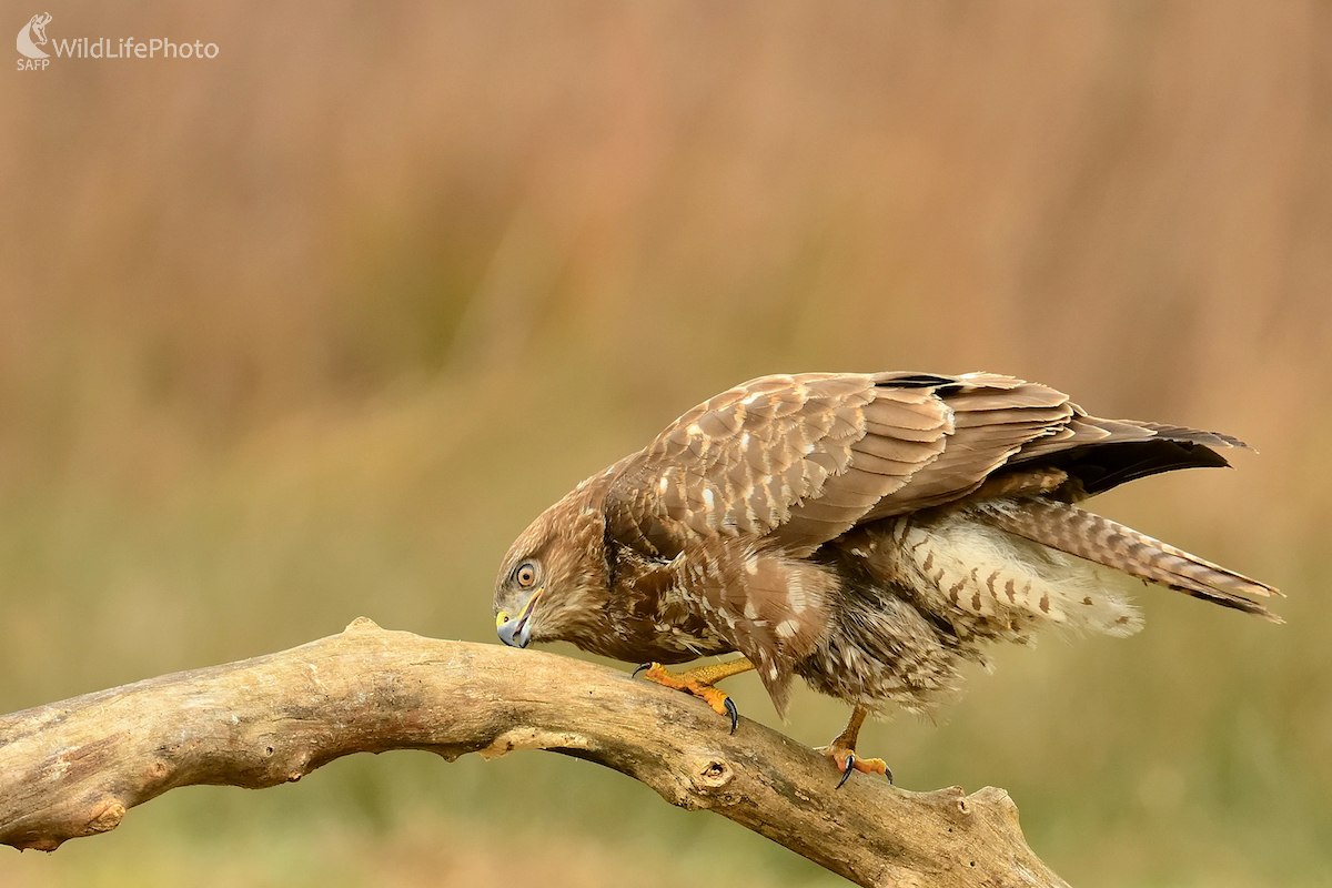 Po hostine očista (Vladimír Sabo)