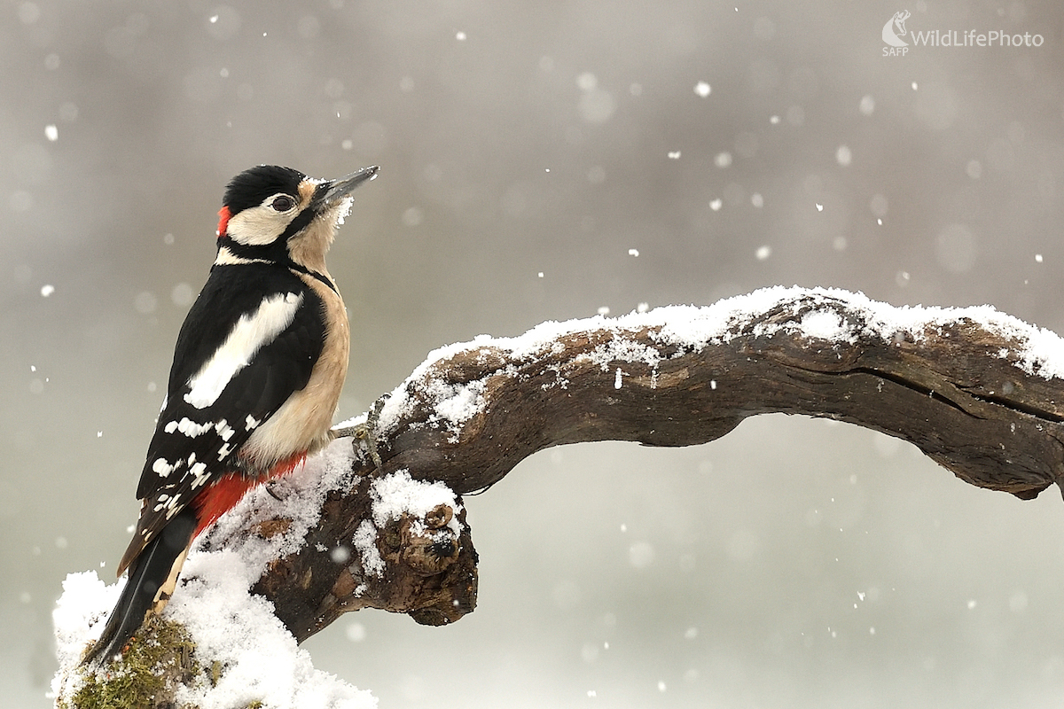 Ďateľ veľký (Vladimír Sabo)